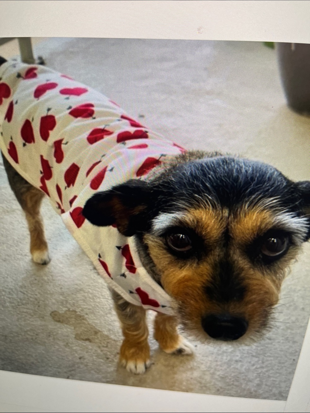 Heart-Print Dog Coat in White and Red - Unbranded